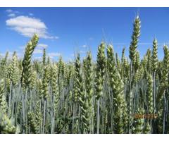 Пшеница мягкая яровая "Дарья"