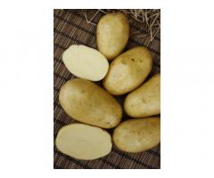 Семенной картофель КОЛЕТТЕ (элита, суперэлита) от СеДеК