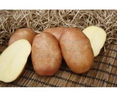 Семенной картофель КРАСА (суперэлита) от СеДеК