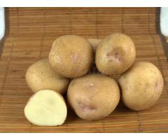 Семенной картофель СИНЕГЛАЗКА (элита, суперэлита) от СеДеК