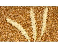 Семена мягкой яровой пшеницы Тобольская