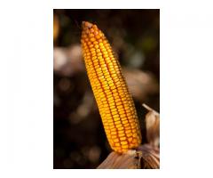 Гибрид кукурузы "Ладожский 301 АМВ"