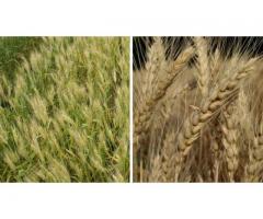 Льговская ОСС предлагает семена озимой пшеницы Льговская4 и Льговская8