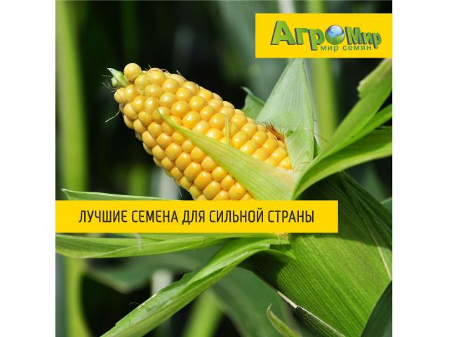 Семена кукурузы "РОСС 199 МВ" (ФАО 190)