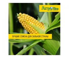 Семена кукурузы "Краснодарский 415" ФАО 400