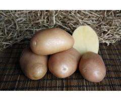 Семенной картофель сорт Ажур, 30 кг / Элита