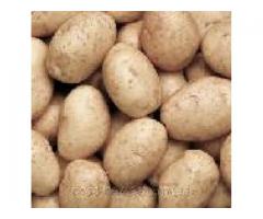 Семенной картофель сорт Ассоль, 30 кг / Элита