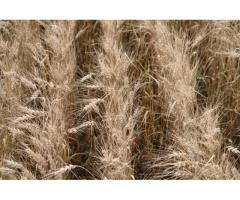 Пшеница мягкая яровая сорт Никольская (суперэлита)