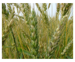 Пшеница мягкая яровая сорт Приморская 40 (суперэлита)