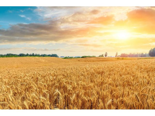 Льговская селекстанция реализует семена озимой пшеницы