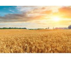 Льговская селекстанция реализует семена озимой пшеницы